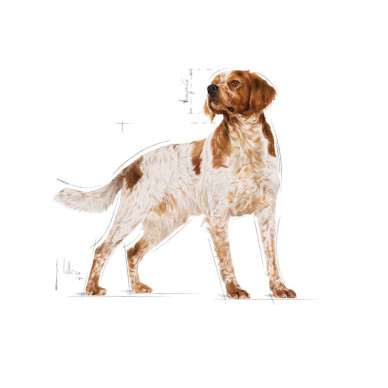 Royal Canin Medium Adult – Hrană Umedă în Sos pentru Câini Adulți de Talie Medie – 140 g